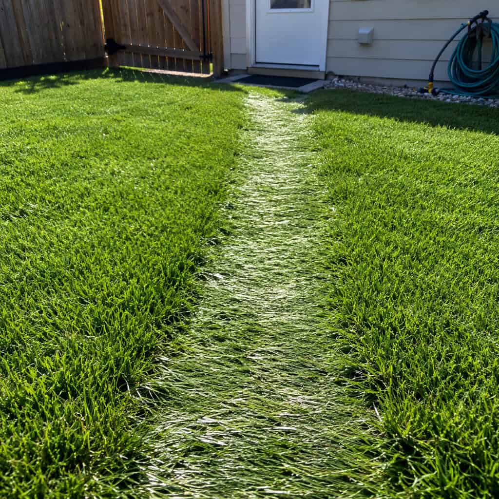 Artificial Turf Used as a Walkway