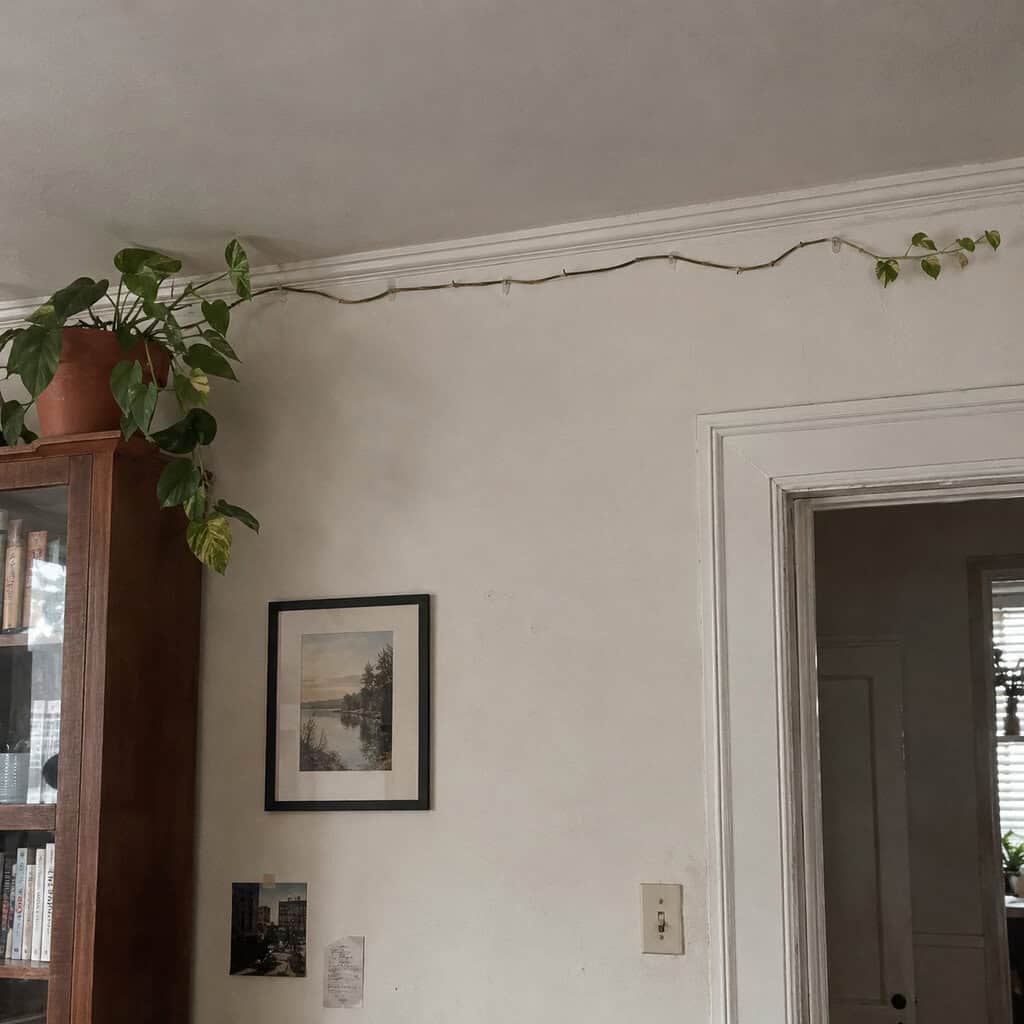 Pothos Thumbtacked Around the Ceiling