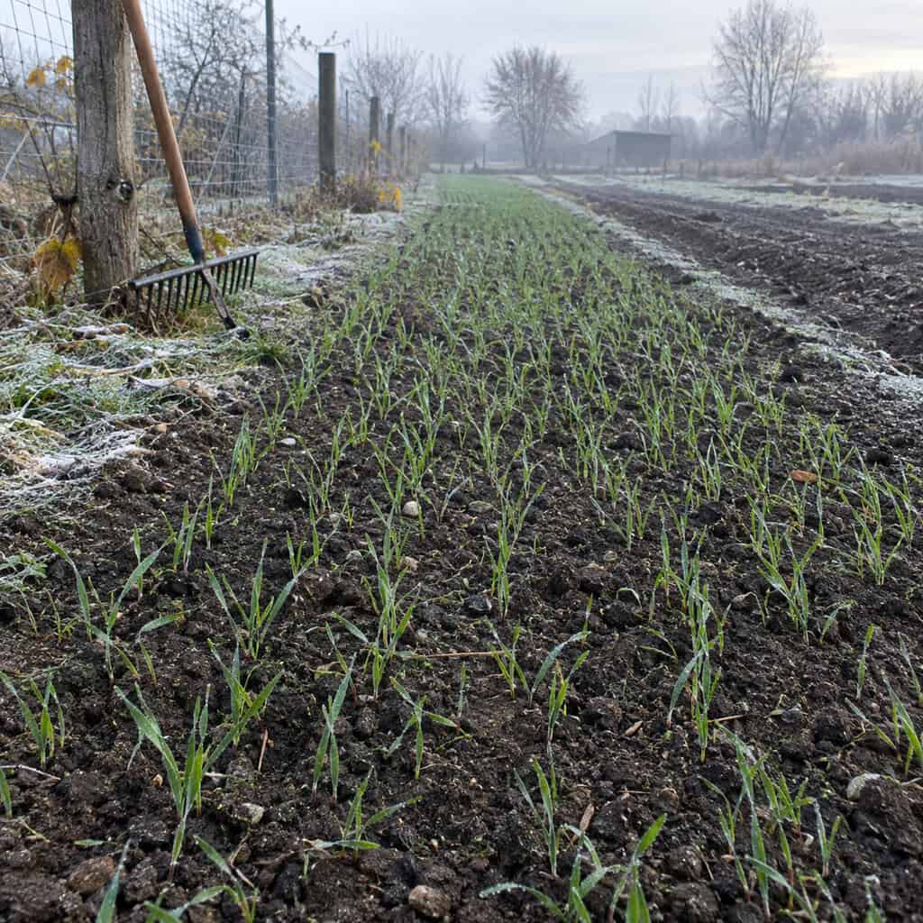 Winter Rye Broadcast Over the Empty Rows