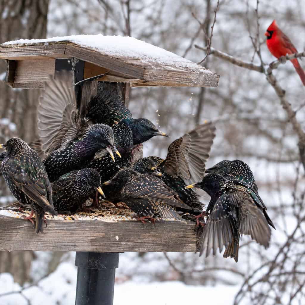 Letting Starlings And Grackles Own The Feeder