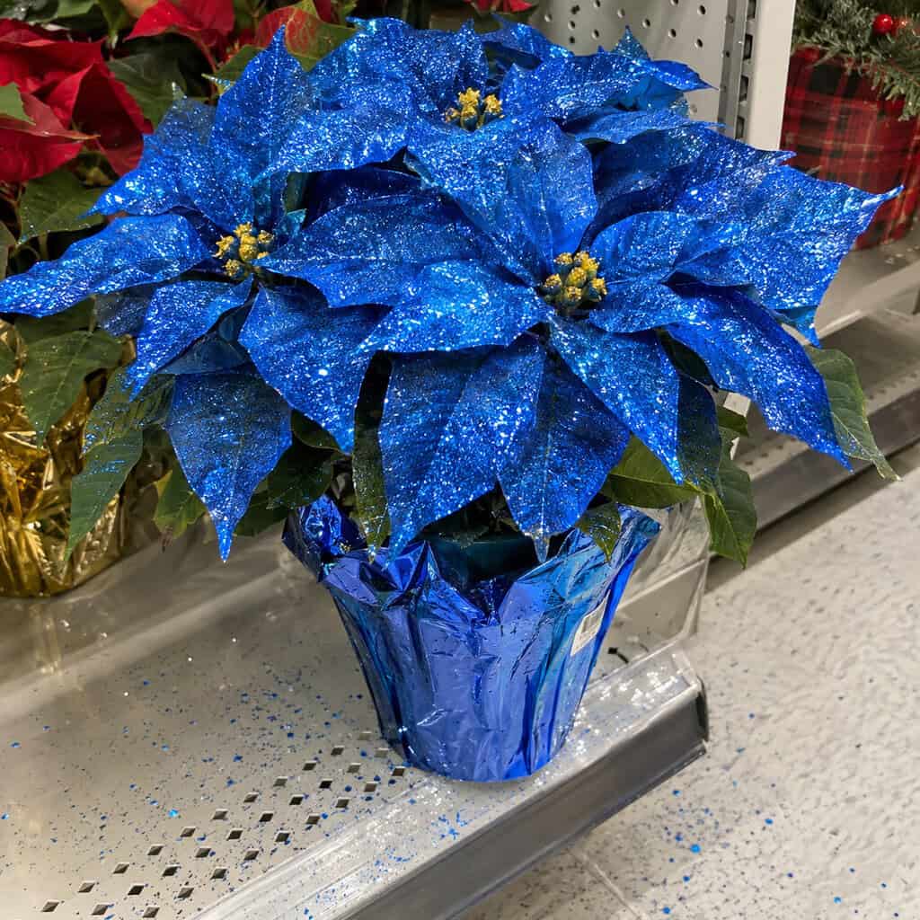 The Glitter-Sprayed Blue and Pink Poinsettia