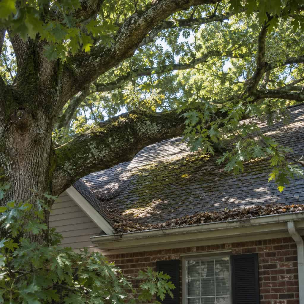 A Mature Oak Crowding the Roofline