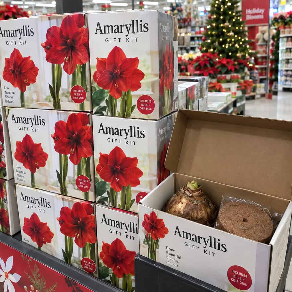 The Boxed Amaryllis Kit With the Mystery Bulb