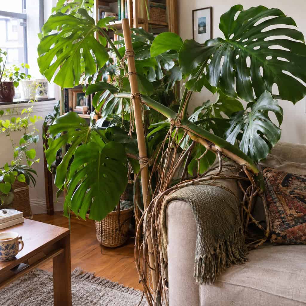A Full-Size Monstera in a Small Room