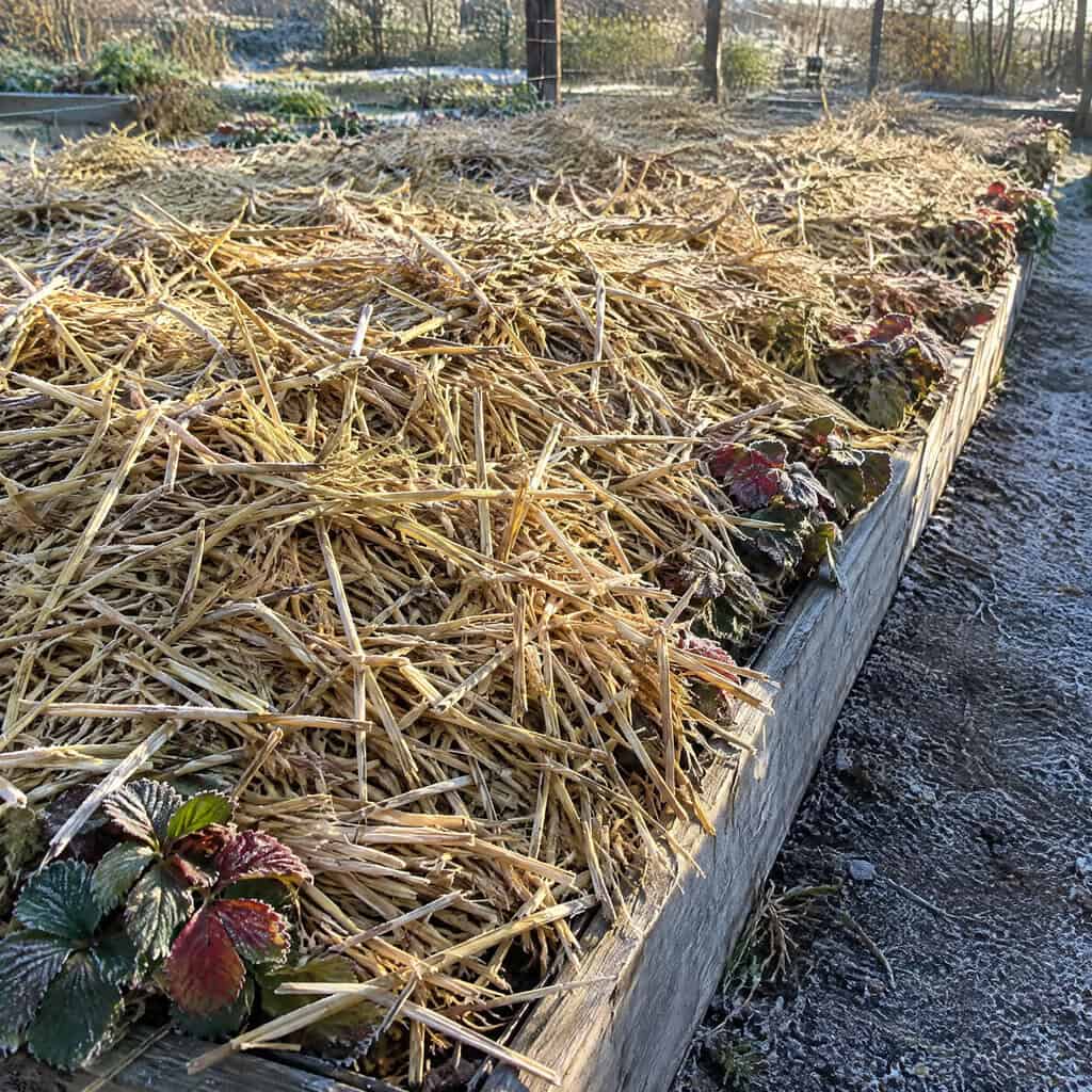 Straw Mounded Over the Strawberry Patch