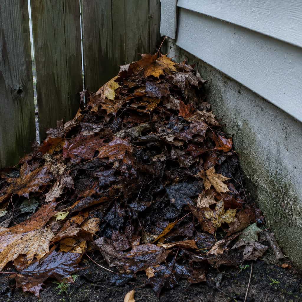 Leaf Litter Raked Into the Corners and Left There