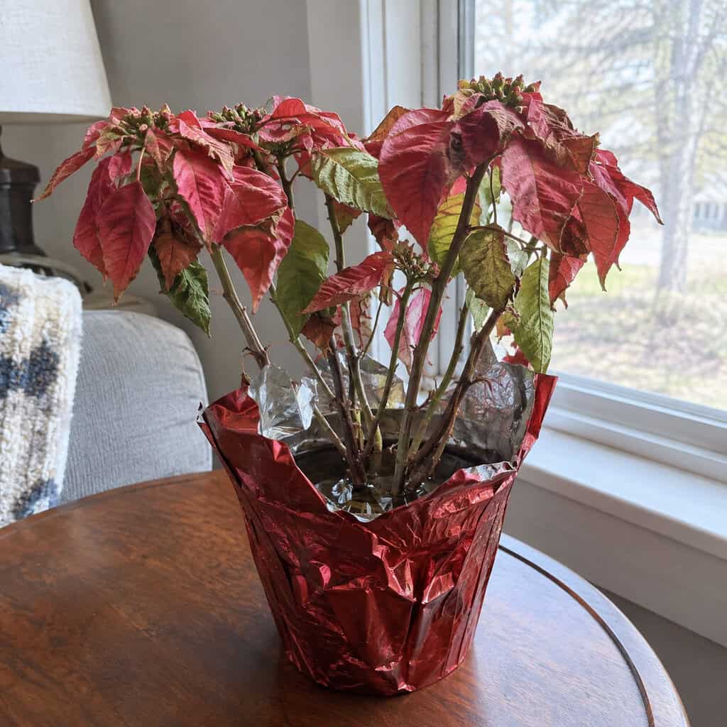 The Poinsettia Still in Its Foil Sleeve in March