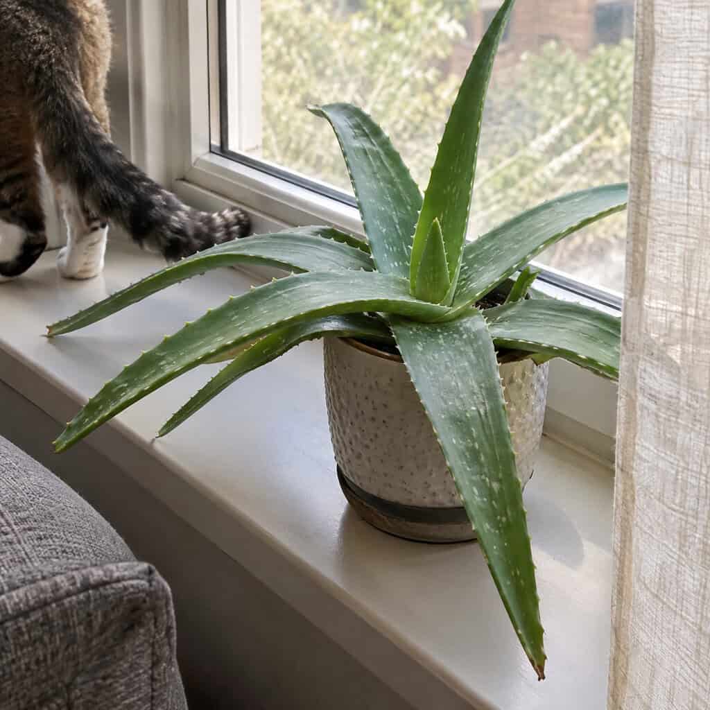 Aloe Vera on the Living Room Windowsill