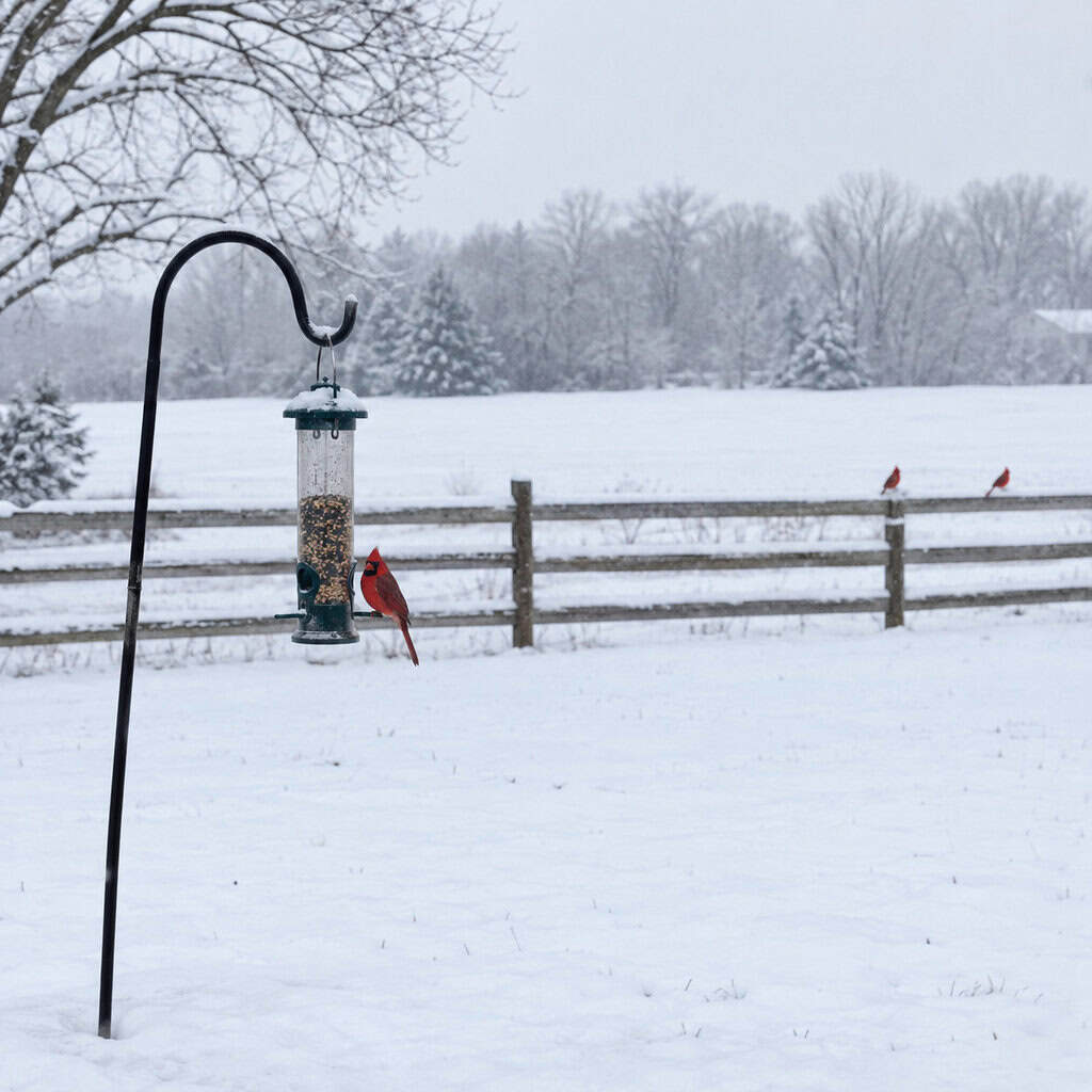 One Lonely Feeding Station