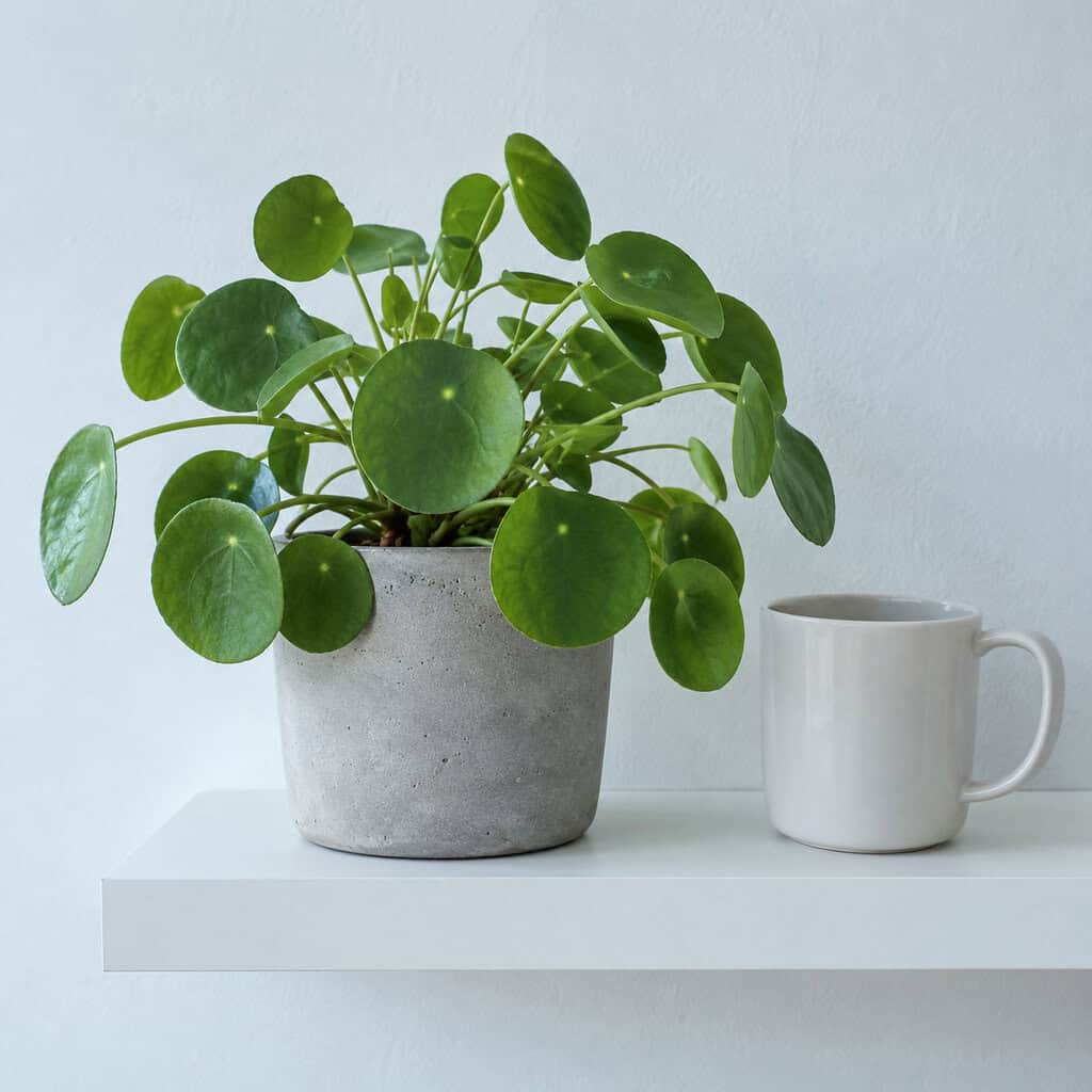 The Pilea Peperomioides