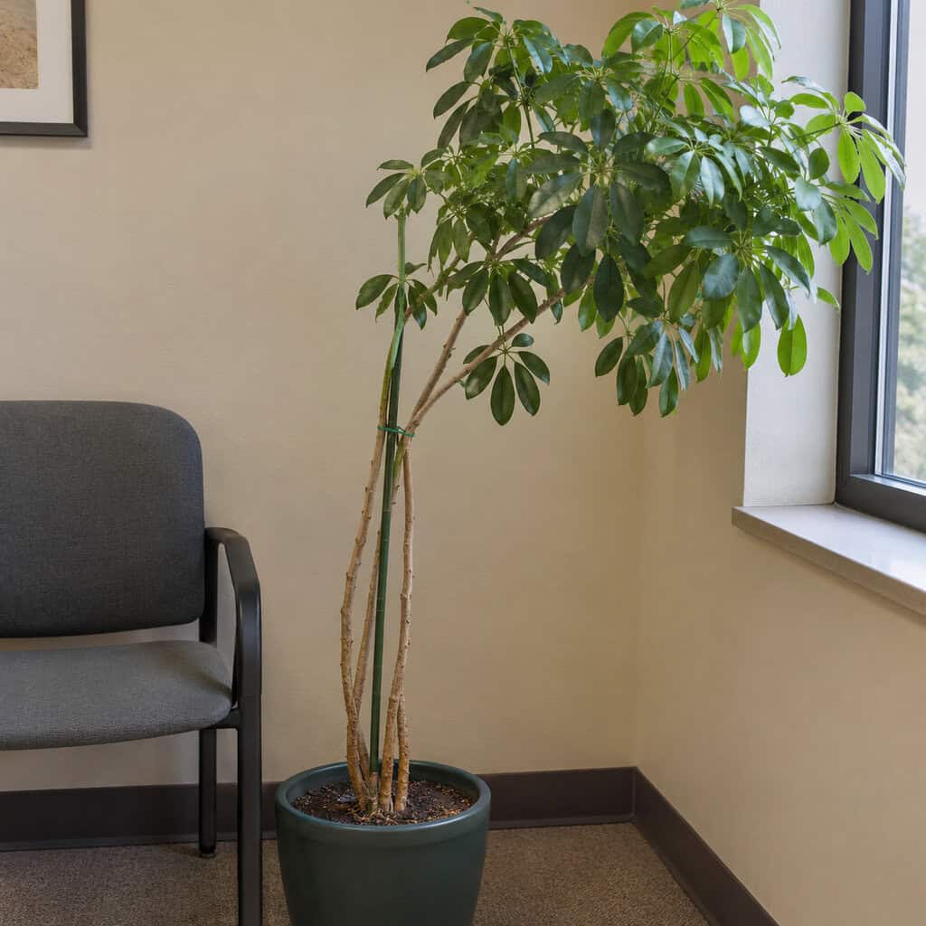 The Umbrella Tree (Schefflera)