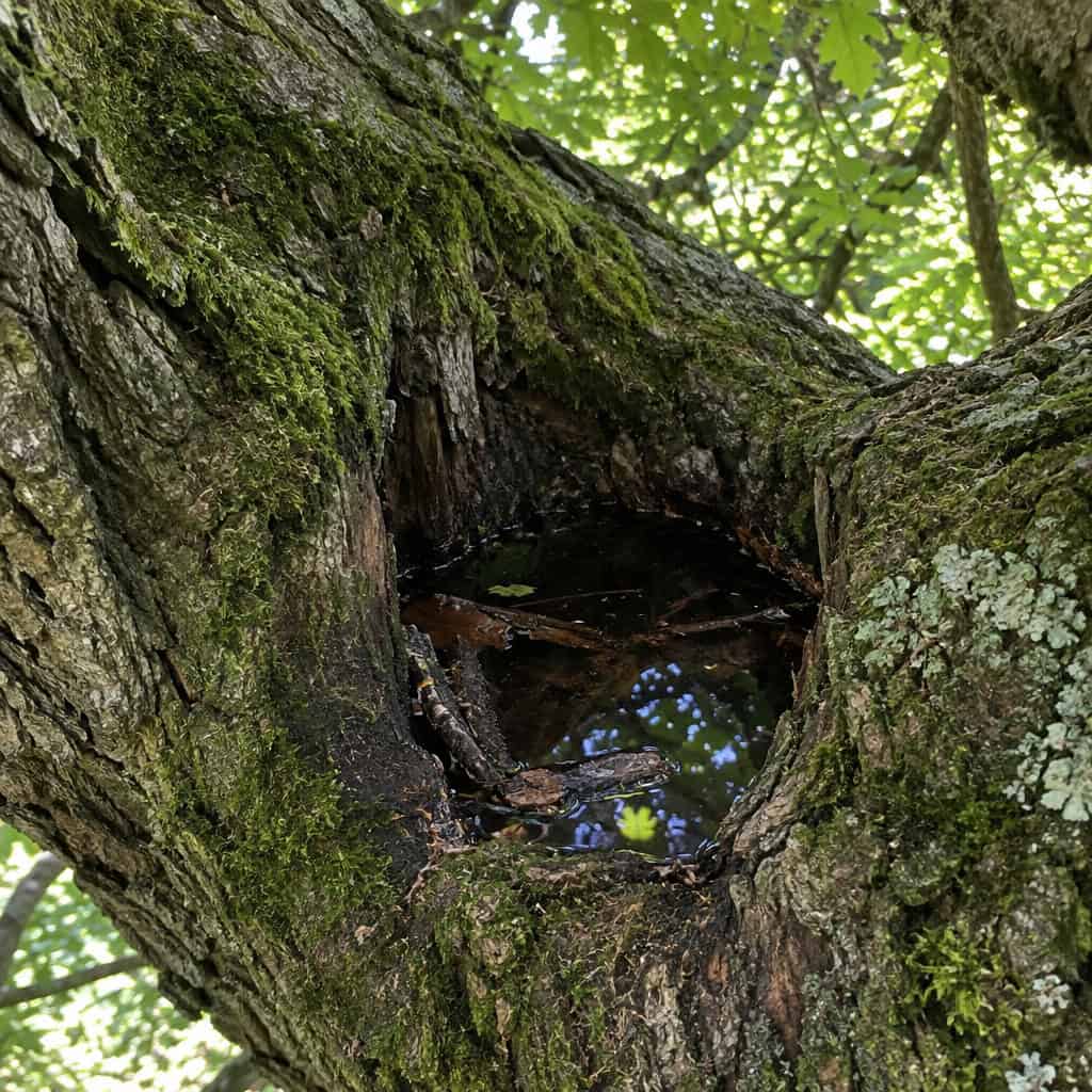 The Water-Filled Hole in the Old Shade Tree