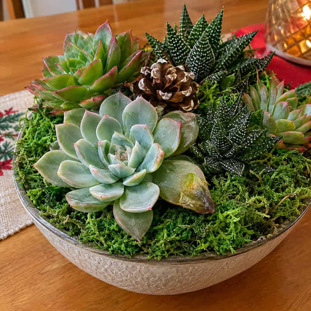 The Pre-Made Succulent Centerpiece in Dyed Moss
