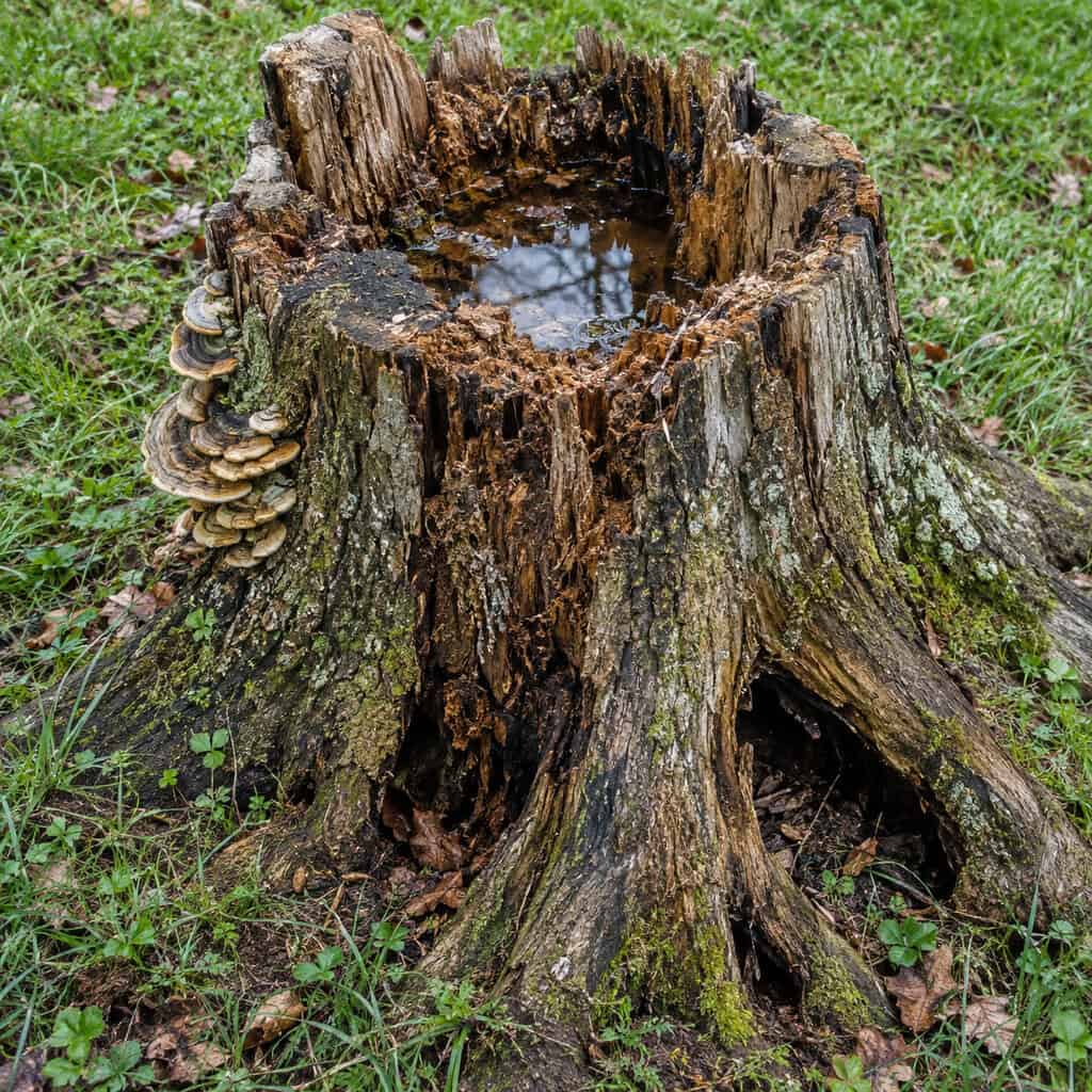 The Rotting Stump and Its Root Cavity