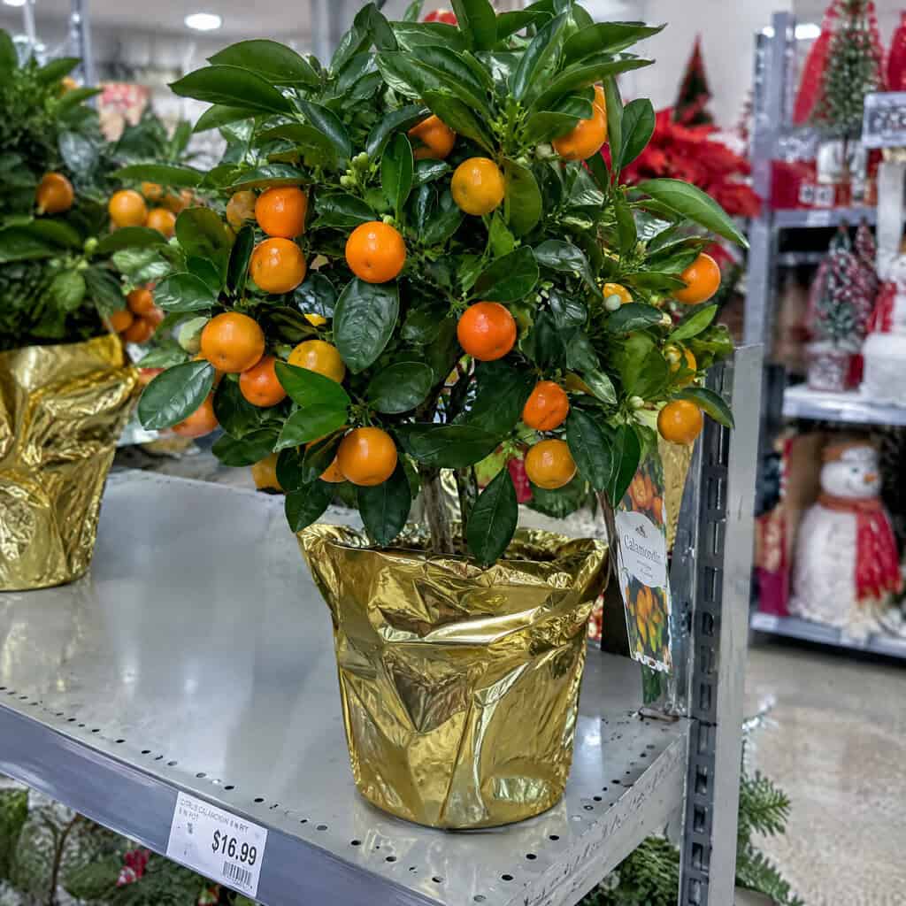 The Mini Citrus Tree Sold as a "Christmas Orange"