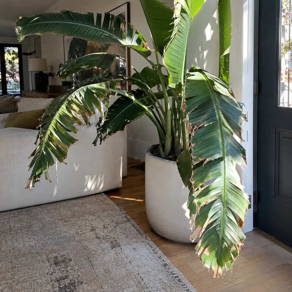 The White Bird of Paradise