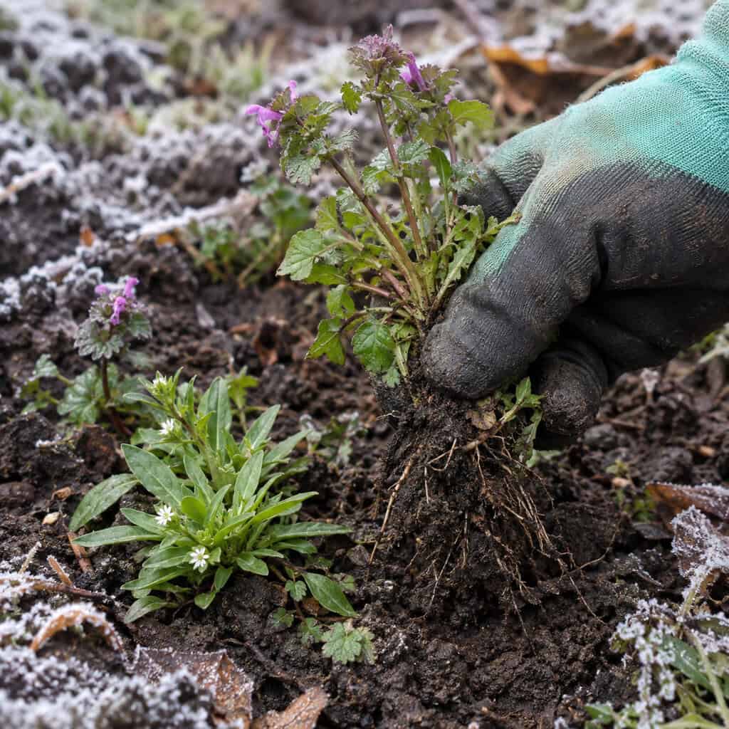 One Last Pass at the Cool-Season Weeds