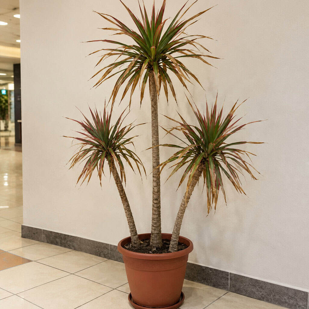 Madagascar Dragon Tree (Dracaena marginata)