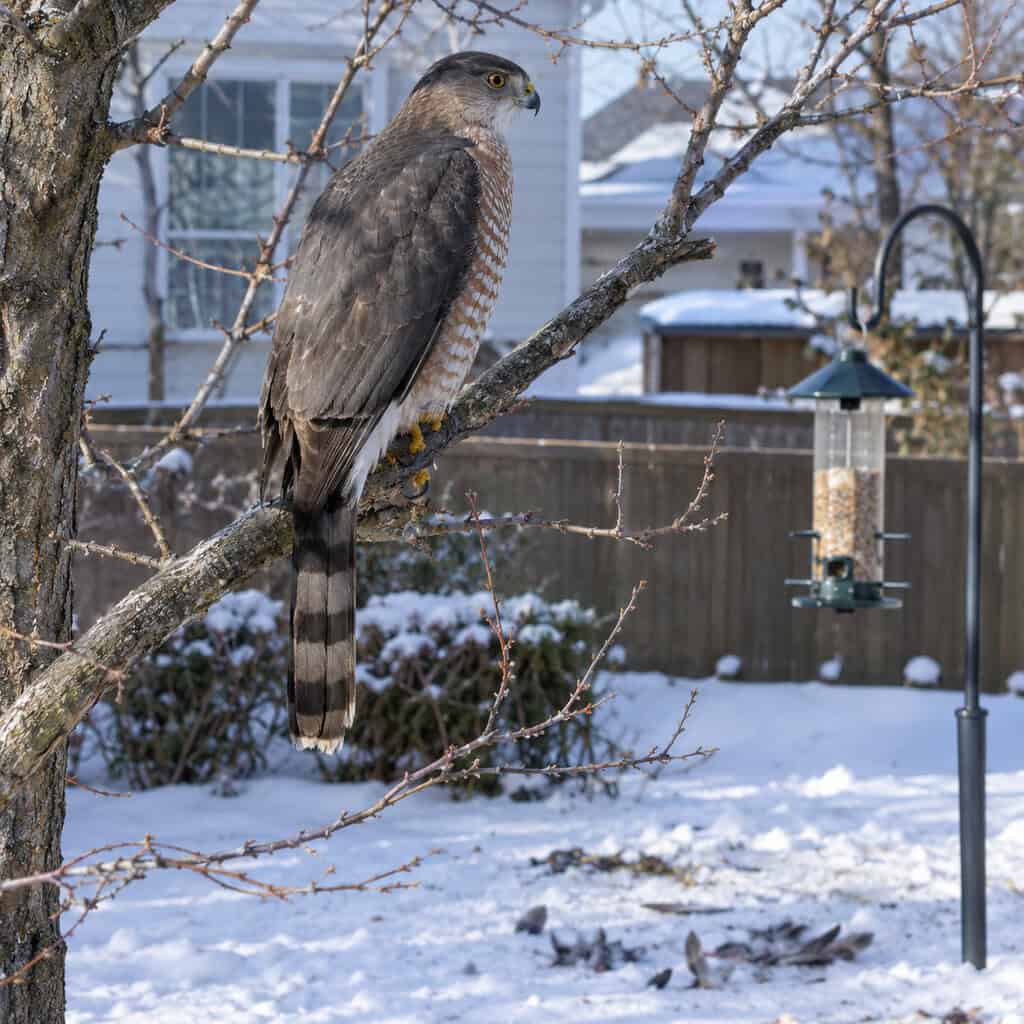 A Cooper's Hawk Working The Feeder