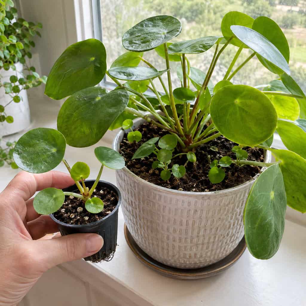 Pilea Peperomioides
