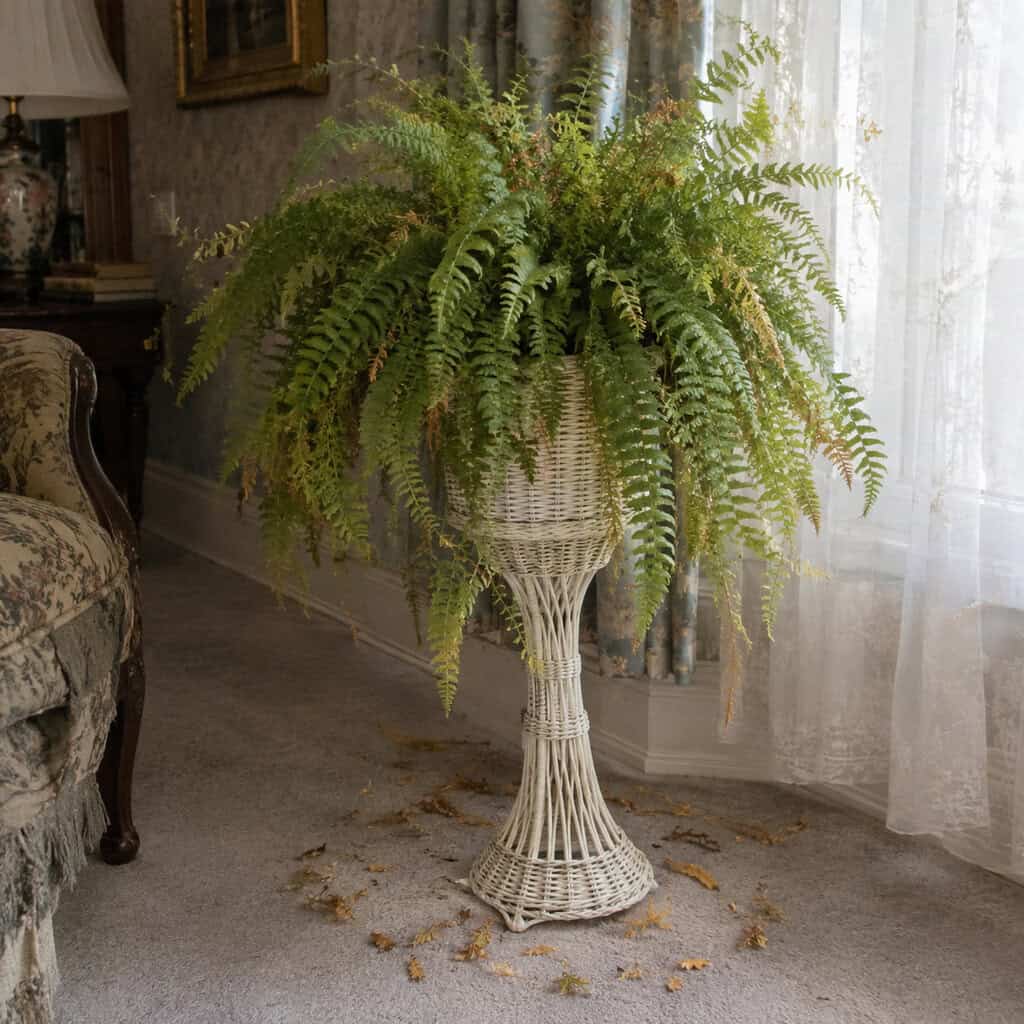 The Boston Fern on a Pedestal Plant Stand
