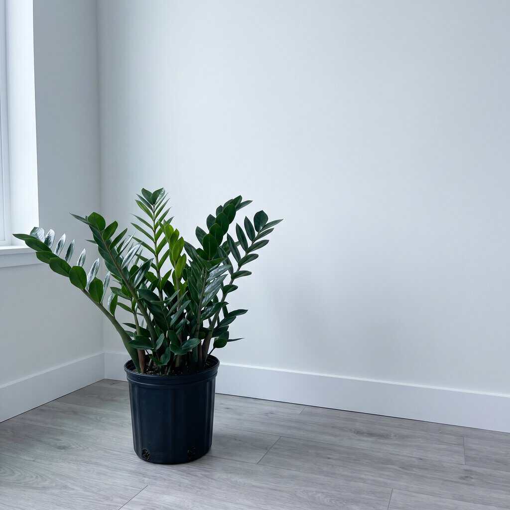 The ZZ Plant
