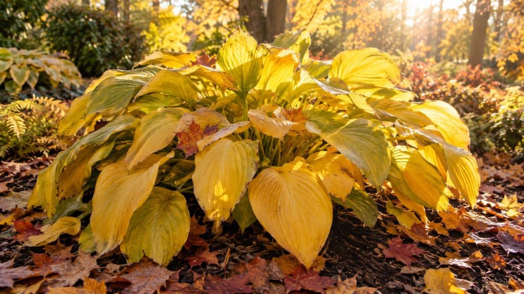 Cutting Hostas Back vs. Leaving Them Up: Which Is Better for Winter?