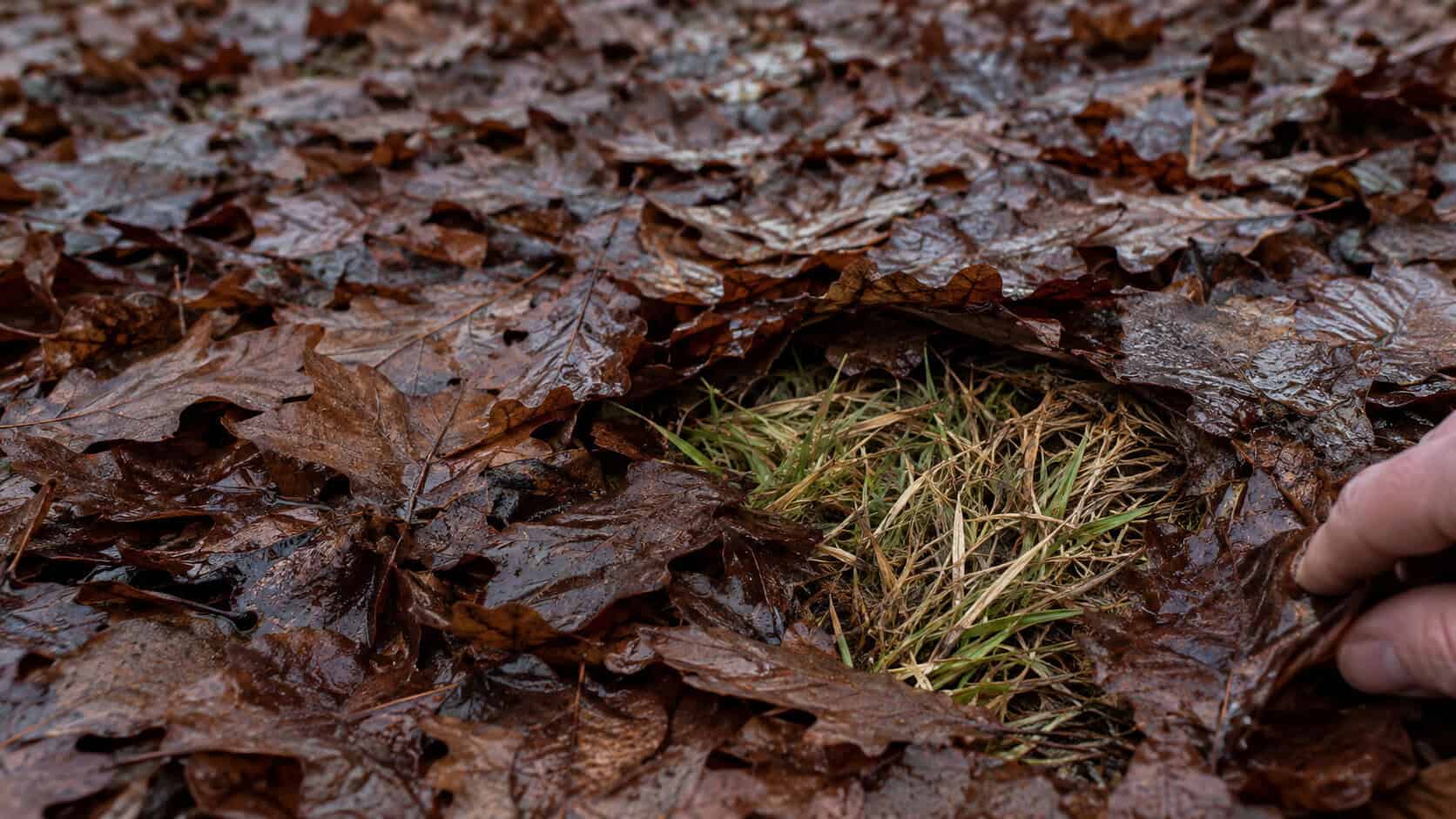 Raking Leaves vs Mulching Them: Which Is Better for Your Lawn?